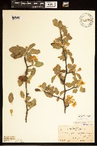 Malus ioensis image