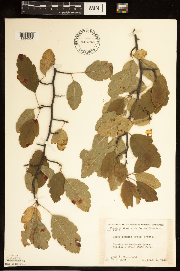 Malus ioensis image