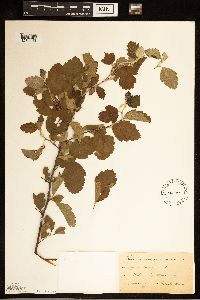 Malus ioensis image