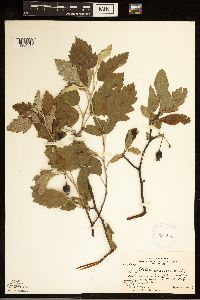 Malus ioensis image