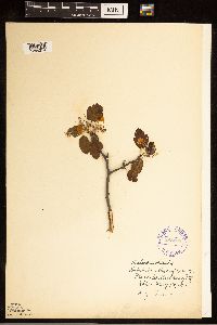 Malus ioensis image