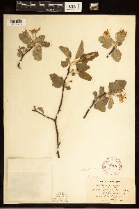 Malus ioensis image