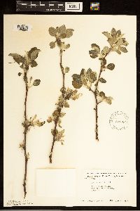 Malus pumila image