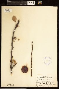 Malus pumila image