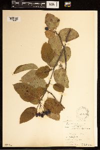 Media resource of Malus fusca