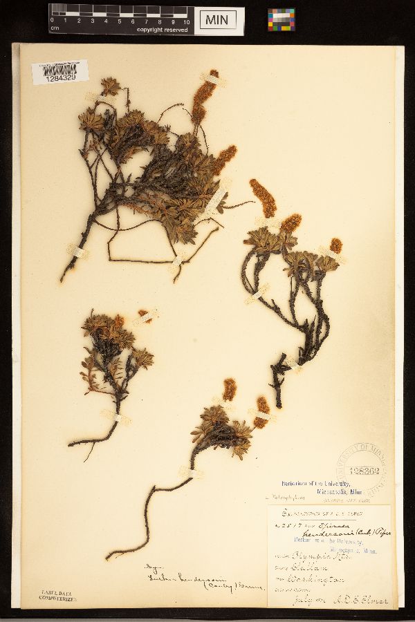 Petrophytum hendersonii image