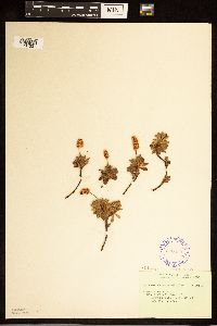 Petrophytum hendersonii image