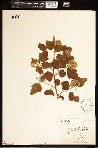 Media resource of Physocarpus opulifolius