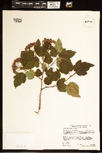 Physocarpus opulifolius image