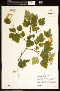 Physocarpus opulifolius image