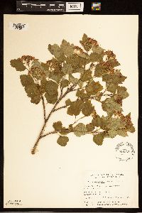 Physocarpus opulifolius image