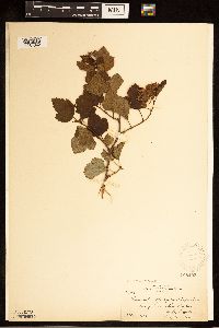 Physocarpus opulifolius image