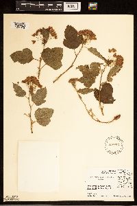 Physocarpus opulifolius image
