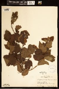 Physocarpus opulifolius image