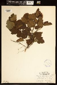 Physocarpus opulifolius image