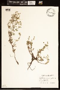 Media resource of Potentilla argentea