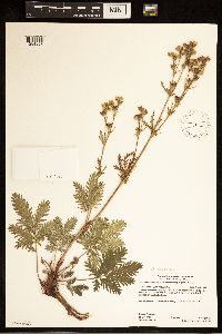 Potentilla bipinnatifida image