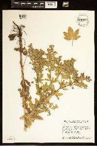 Potentilla norvegica image