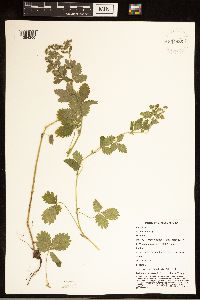 Potentilla norvegica image