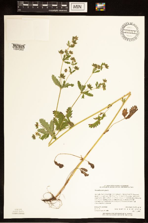Potentilla norvegica image