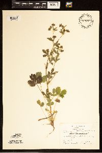 Potentilla norvegica image