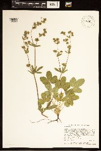 Potentilla norvegica image