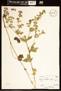 Potentilla norvegica image