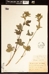 Potentilla norvegica image