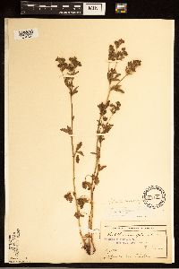 Potentilla norvegica image