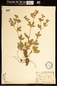 Potentilla norvegica image