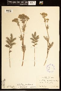 Potentilla bipinnatifida image