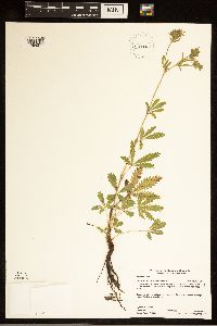Media resource of Potentilla recta