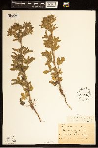 Potentilla rivalis image