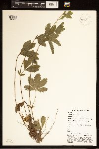Media resource of Potentilla simplex