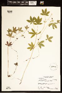 Potentilla simplex image