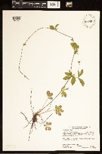 Potentilla simplex image