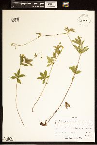Potentilla simplex image