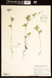 Potentilla simplex image