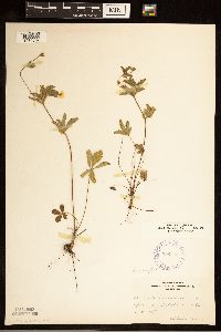 Potentilla simplex image