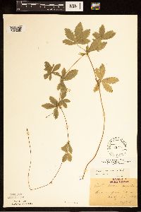 Potentilla simplex image