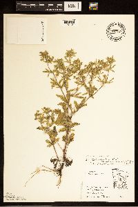 Potentilla rivalis image