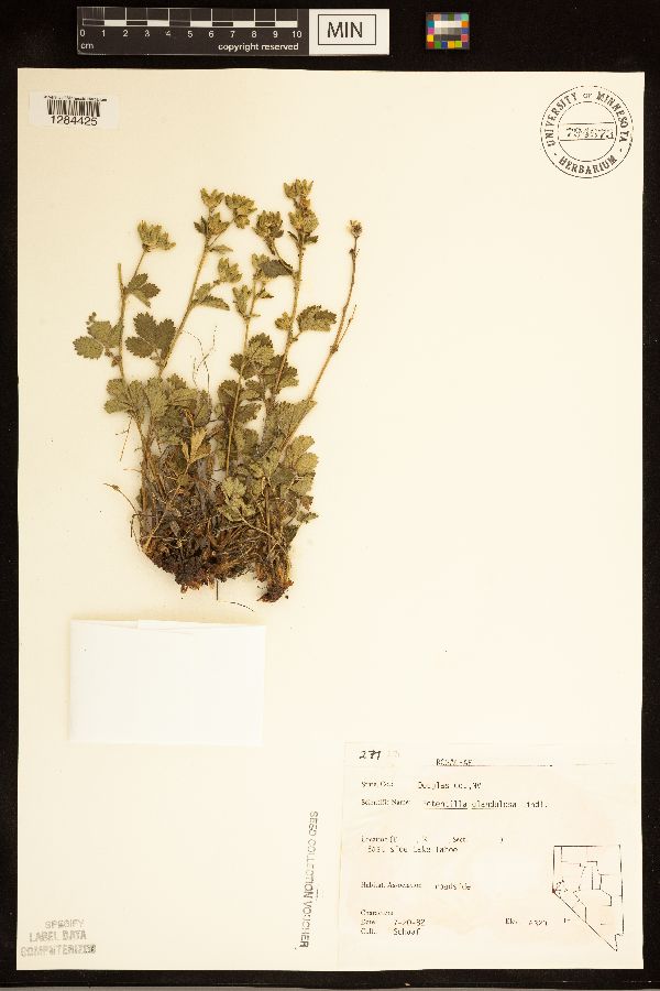 Drymocallis glandulosa image