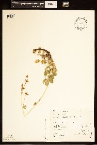 Drymocallis glandulosa image