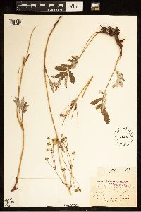 Potentilla hippiana image