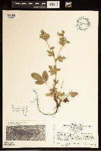 Potentilla norvegica image