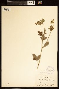 Potentilla norvegica image
