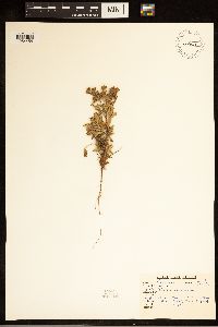 Potentilla norvegica image