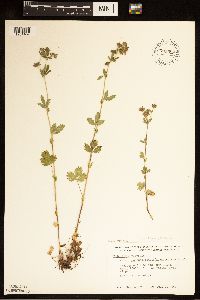 Potentilla norvegica image