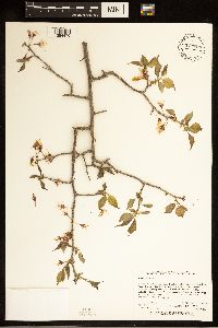 Prunus nigra image