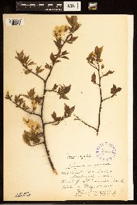 Prunus nigra image